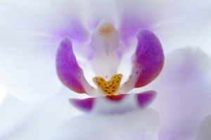 orchid-705181_1280